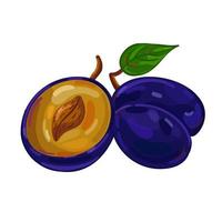 Vector illustration fruit plum hand draw style. Vector painting.