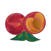 Vector illustration fruit peach hand draw style. Vector painting.
