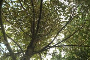 shady durian tree during the day photo