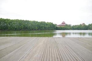 Mangrove trees on the edge of the swamp photo