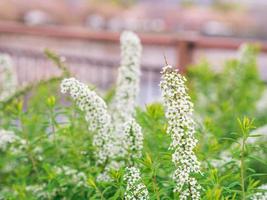 Small white cherry blossoms. photo