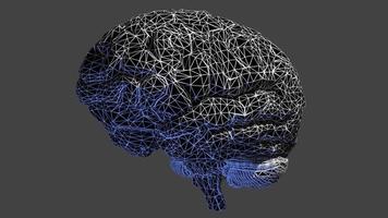 A Wireframe Human Brain Rotates