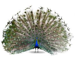 The Indian peafowl or blue peafowl dance display isolated on white background photo