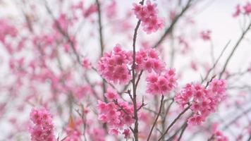 fiori di ciliegio nel nord della Thailandia. thai sakura in inverno a doi kunwang, provincia di chaing mai, tailandia. video