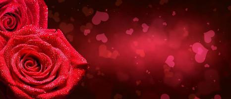 hermosa rosa roja. fondo de felicitación por st. día de San Valentín foto