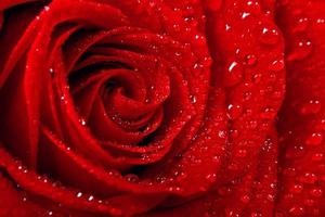 Beautiful red rose. Congratulatory background by St. Valentine's Day