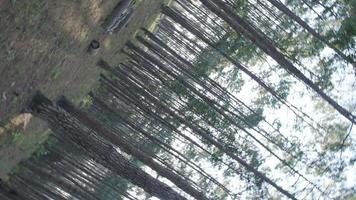 cámara girando en el bosque de pinos. tomas de paisajes giratorios del campamento en el bosque de pinos. video