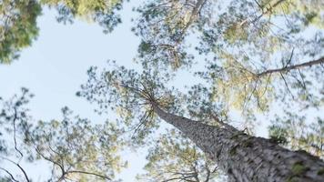 nedifrån och upp vy av frodigt grönt löv av tallar med morgonsol. kameran tittade upp och snurrade under träden. trädgrenar och löv mot blå himmel. video