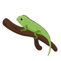 Cute funny iguana on a branch. White background. Vector image in cartoon flat style. Decor for children s posters, postcards, clothing and interior decoration