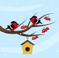 Bullfinches on a branch of mountain ash with a feeder house vector