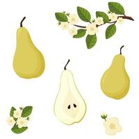 Cartoon pear set. Tree branch with flowers. Cross section of cut pear and whole fruit, isolated vector illustration