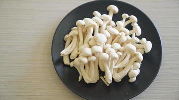 fresh white beech mushroom or white reishi mushroom on plate video