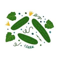 Cucumbers and leaves on a white background. Hand draw vegetable print. vector