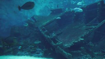 Gimbal shot of underwater life in big aquarium in Singapore and tourists looking at the fish in 4K video