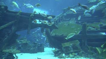 tiro de gimbal da vida subaquática em grande aquário em singapura e turistas olhando para os peixes em 4k video