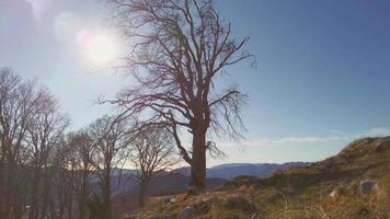 ett bokträd i bergen i norra Italien video