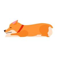 Sad dog. A bored puppy. Welsh Corgi. Flat illustration. vector