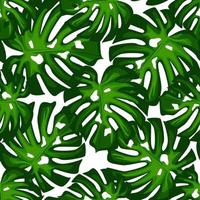 Monstera leaves seamless patern. Botanical leaf backdrop. vector