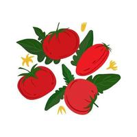 Ripe red tomatos and leaves on a white background. vector