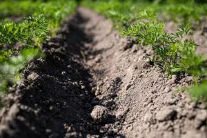 young green leaves of growing carrot. Carrots growing in the beds in the farmers field, carrots sticking out above the ground, vegetables planted in rows. Organic agriculture, farming concept photo