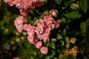 Bush of roses on bright summer day. Rose flower on background blooming pink roses flower in the garden of roses. Nature. Soft focus. photo