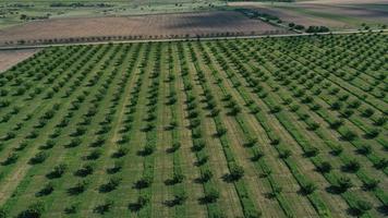 Aerial drone top view of rows of the green fruit trees plantation. Cultivated field landscape photo