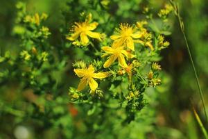 Yellow flowers in early summer field, flowerbed background. yellow field flowers. photo