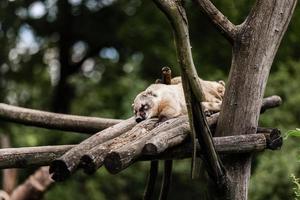 lindo animal exótico descansando sobre barras de madera en el parque natural. fondo natural. enfoque selectivo foto