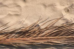 dry tropical coconut palm branch or leaf on beige sand background. Copy Space. Summer background. Minimalistic pattern and background. Summer or travel concept. photo