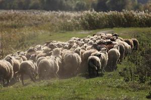 a flock of sheep grazing on green grass in the field photo