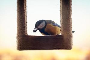 Titmouse eats sunflower seeds. photo