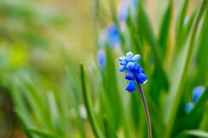 First spring muscari close-up. Blue flowers in the garden. photo