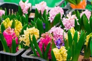 Seedlings of hyacinths in pots. photo