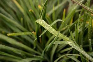 Water drops over a grass leaf photo