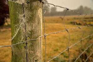 Spider web on a post photo