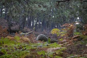 Autumn in the forest, walking on the road around the forest. View landscape. Spring walk along the deep forest. meadow in the forest in autumn, View landscape trees and leaves photo