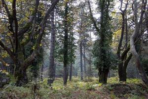 Autumn in the forest, walking on the road around the forest. View landscape. Spring walk along the deep forest. meadow in the forest in autumn, View landscape trees and leaves photo