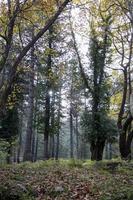 otoño en el bosque, caminando por el camino alrededor del bosque. ver paisaje. paseo de primavera por el bosque profundo. pradera en el bosque en otoño, ver árboles y hojas del paisaje foto