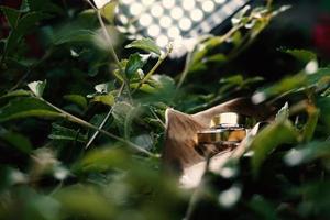 anillos de boda símbolo amor familia. un par de anillos de boda sencillos foto