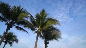 palmera de coco con hermoso cielo azul y nubes