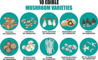 10 edible mushroom varieties drawing vector