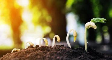 Concepto de paso de crecimiento de siembra de plantas agrícolas en el jardín foto