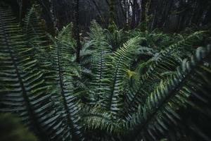 Fern in the rainforest. One plant commonly found in rainforests and vital to rainforest ecosystems, is the fern. Its a flowerless plant which has feathery or leafy fronds and reproduces by spores photo