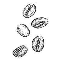 Coffee beans, sketch, vector drawing. Perfect ingredient, choice of grain. Laconic picture of coffee. Logo with drawn coffee beans on a white background