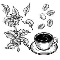 conjunto vectorial de ramas de árboles de café con flores, hojas y frijoles. dibujo botánico, boceto. diseño de arte lineal. estilo natural realista. una taza de café. gran colección aislada sobre fondo blanco. vector