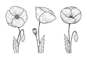 Set of outline poppies. Vector hand-drawn illustration in line art style. Sketches of spring flowers. Perfect for your projects, cards, invitations, print, decor, patterns, packaging design.