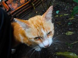 Cute orange cat head face photo