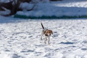 cachorro beagle descansando en la nieve