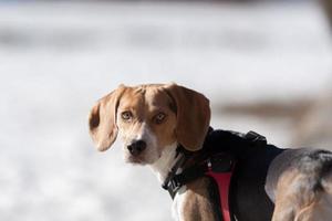 Beagle puppy resting on the snow photo