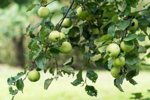 ripe green apples on a tree branch photo